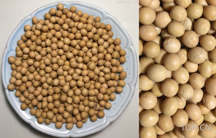 新年度美豆产量预估下调豆粕冲高回落