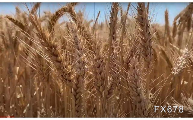 印度小麦库存创16年来低位，麦价有望继续上涨