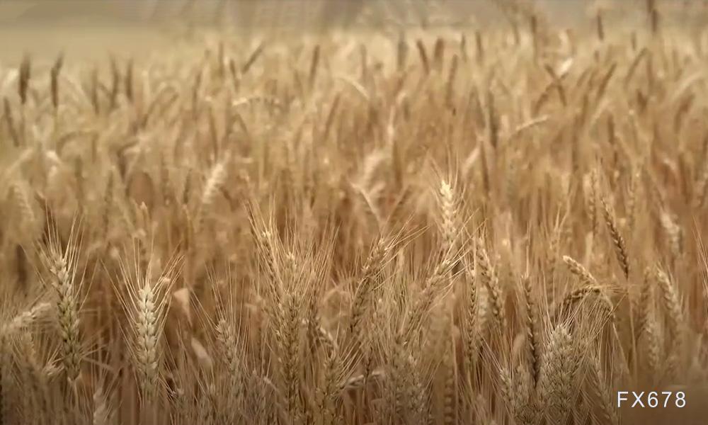 俄罗斯降雨预报缓解干旱影响，小麦价格回落