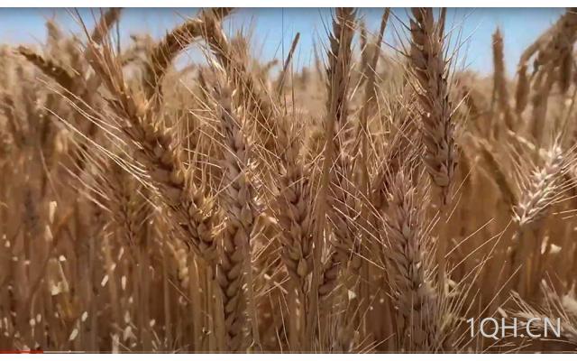 小麦跌幅扩大，大豆玉米也跟随下跌！关注收成和新一轮种植进度